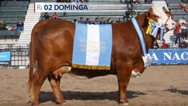 Toros cordobeses: los mejores del mundo (La Dominga de los Lauret y La Sultana de los Groppo)