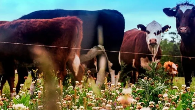 China al rescate (la ganadería la abanderada) 