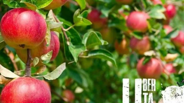 Sidra artesanal quiere imponer la moda de Suecia