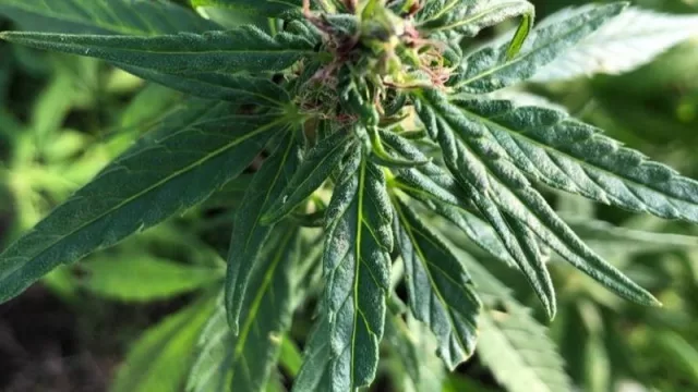 El cannabis medicinal revoluciona el mercado (una empresa espera US$ 4 millones en 5 años) 