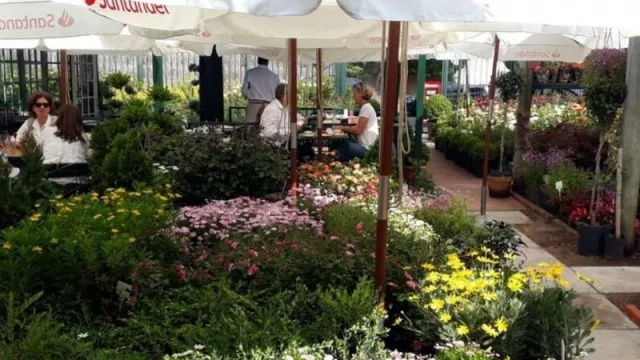 Tu planta a domicilio; Lavender Online