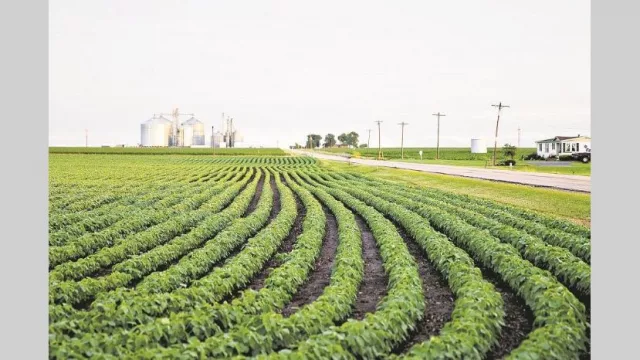 El clima ya preocupa al campo: primavera seca y ventosa complica al trigo y planes para la gruesa