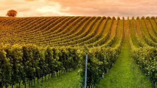 Vinos de carmelo sienten la baja del sector