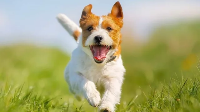 Seguro de mascotas de Sancor supera los 300 asegurados