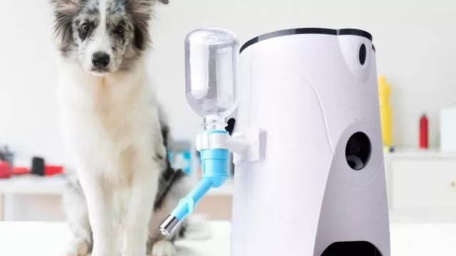 Podés alimentar y hacerle compañía a tu mascota a la distancia por $ 6.790