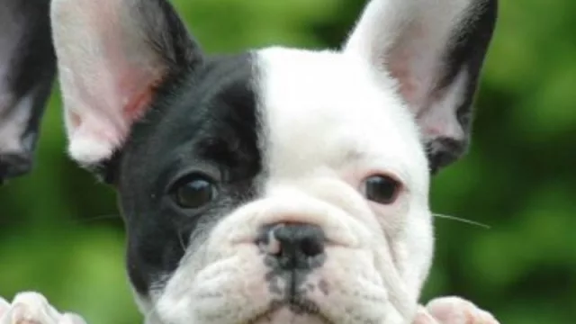 Comerciantes de mascotas tienen 120 días para registrarse (MercadoLibre ayudará en la fiscalización)