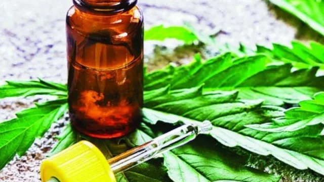 Abrirá una nueva planta de cannabis medicinal en Juan Lacaze (generará 600 puestos laborales)