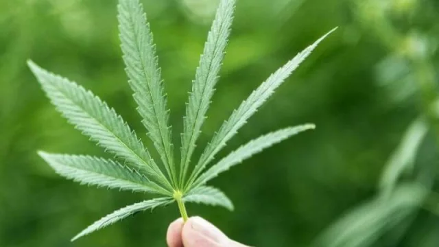 El boom de los tours cannábicos (el otro negocio de la marihuana)