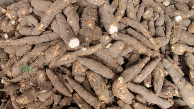 El 70% de la mandioca producido en Paraguay queda en las fincas, lo restante se comercializa en el mercado interno