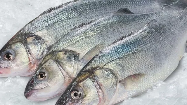Brasil, Rusia y Gabón son los principales compradores de pescado uruguayo