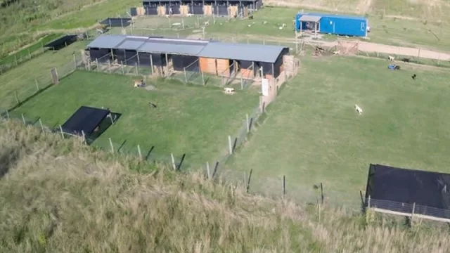 Tu perro puede alojarse en un hotel de mascotas por $ 350 al día y dar un paseo por $ 500