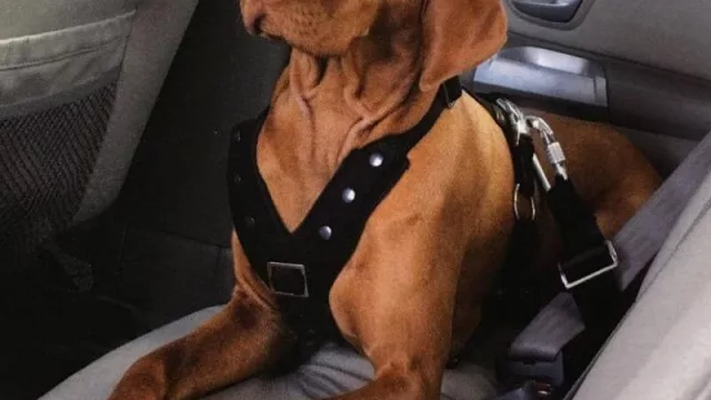 Podés proteger a tu perro de un siniestro de tránsito por $ 1.836