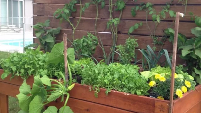 Podés tener tu Huerta en Casa por $ 9.000