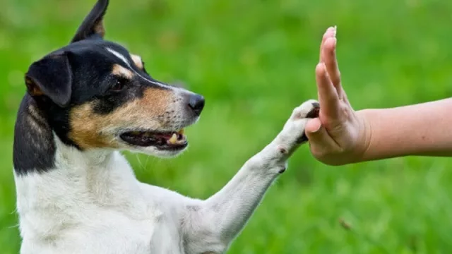 Para corregir su comportamiento...