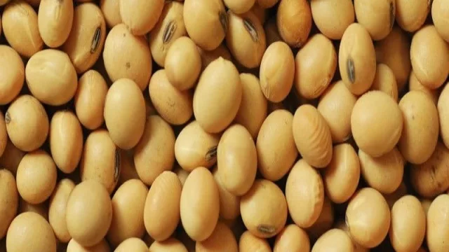 Exportaciones de semillas superaron los US$ 15 millones en el 2018