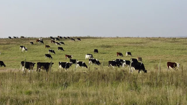 Se abrió un llamado para el arrendamiento de 1.793 hectáreas 