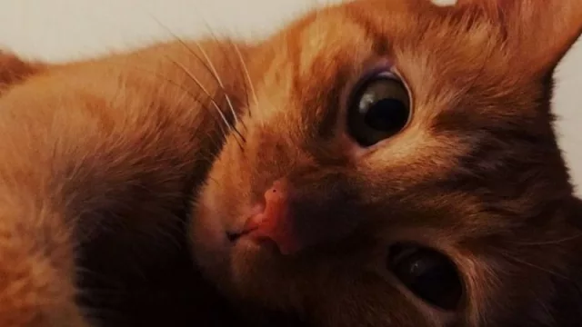 Teothecat.uy te cuida el gato a domicilio y es furor en MVD