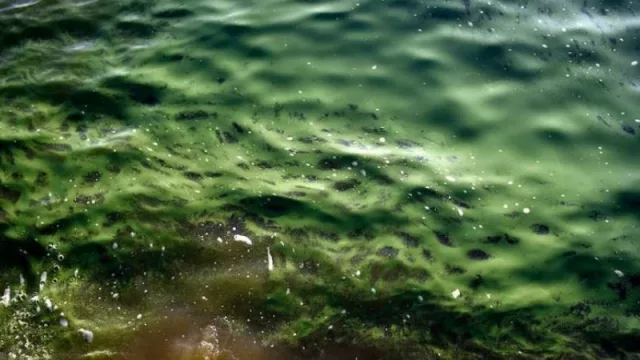 Llegaron las cianobacterias y no podemos tirarnos al agua de la playa…