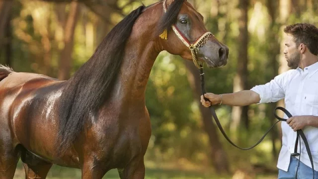 Entre 100 y 200 caballos uruguayos quedan en manos extranjeras anualmente