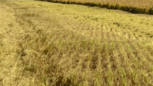 Los granos son negocio en UY, la producción de trigo en esta zafra crecerá 65%