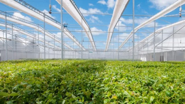 En la última década 350 productores uruguayos se abrazaron a la forestación (de la mano de Montes del Plata)