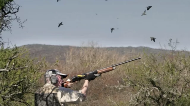 Turismo cinegético: la multimillonaria suma que deja la caza de palomas en Córdoba