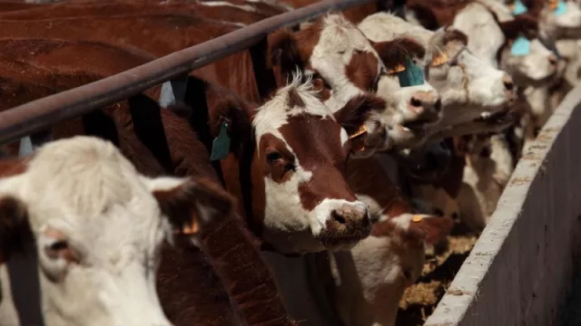 Marfrig gestiona el feedlot de mayor ganancia diaria y eficiencia comercial de Uy