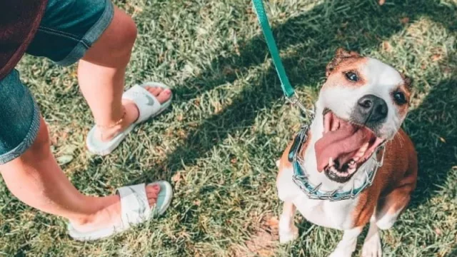 OHMYDOG y Como en Casa, las Airbnb pero de las mascotas 