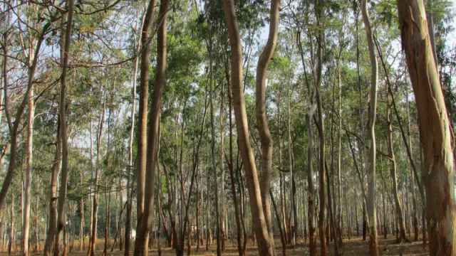 La industria maderera en Paraguay podría generar USD 70 millones este año 