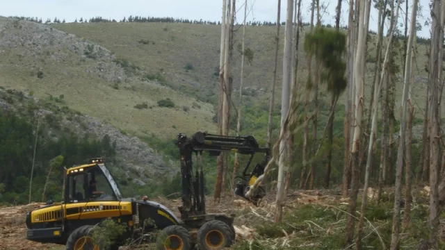 Crecerá la producción de celulosa en Uy (de la mano de Teyma Forestal y UPM)