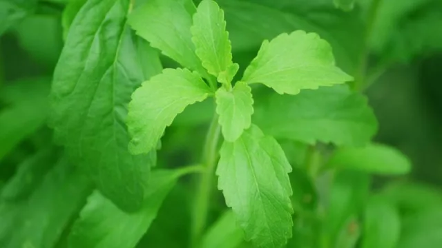 Dulzura paraguaya: demanda mundial supera oferta local