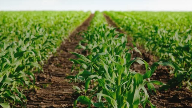 Pequeños y medianos productores agropecuarios “agrupados” de la mano de Agronegocios del Plata