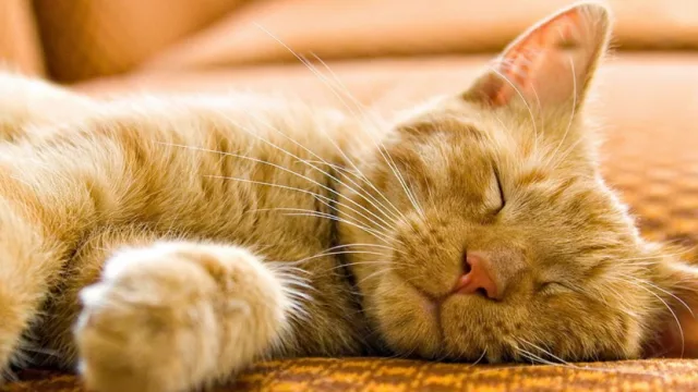 Easy relanzó su servicio de transporte de mascotas Easy Pet con una acción solidaria