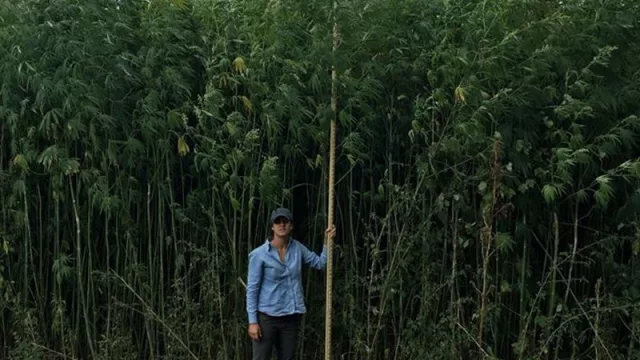 El lado C de la ley de la marihuana: ni la droga, ni la medicina, el negocio es el cáñamo