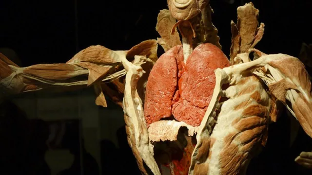 Los cuerpos del “Dr. Muerte” llegaron a MVD (y harán que te replantees todos tus hábitos)