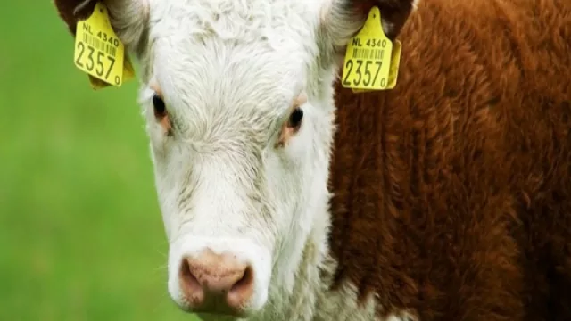  La UE ofertó comprarle al Mercosur carne como para que sus habitantes consuman dos hamburguesas al año