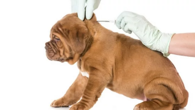 En enero de 2018 comenzará la fiscalización de microchips en los perros