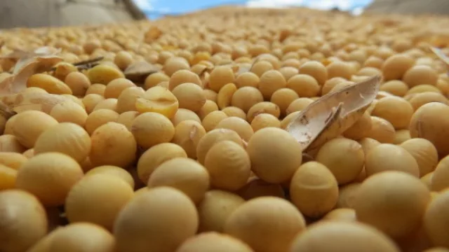 Amarathus: el cuco de los productores de soja en Uruguay