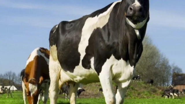 Con casi US$3 M, Remiplat abrirá otra fábrica para abastecer mejor al mercado interno y exportar