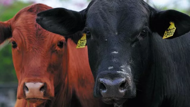 En Paraguay se faenaron 1.045.000 cabezas de ganado durante el primer semestre