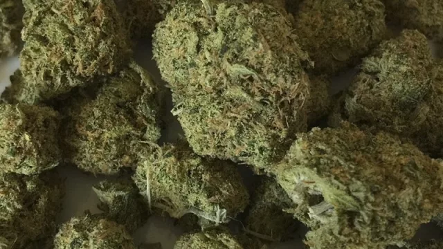 Marihuana con nuevos dealers: un negocio de $2,2 M para repartir por mes entre 16 farmacias