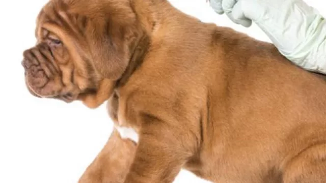 Estos son los ocho distribuidores autorizados a comercializar microchips para perros 