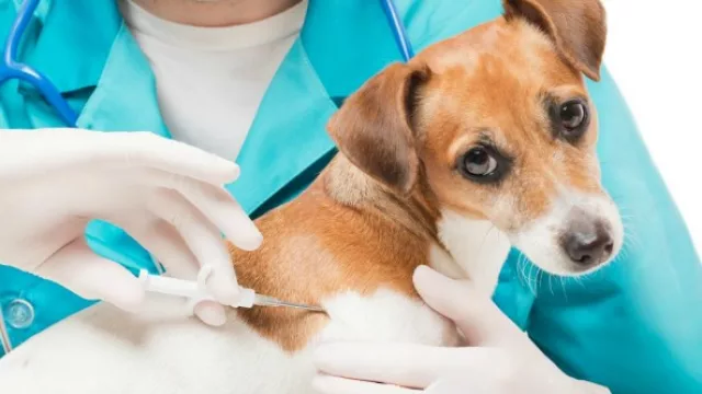 ¿Perros con microchips?