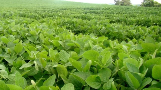 El 80 % de la soja uruguaya es destinada a China (paga mejor que Europa)