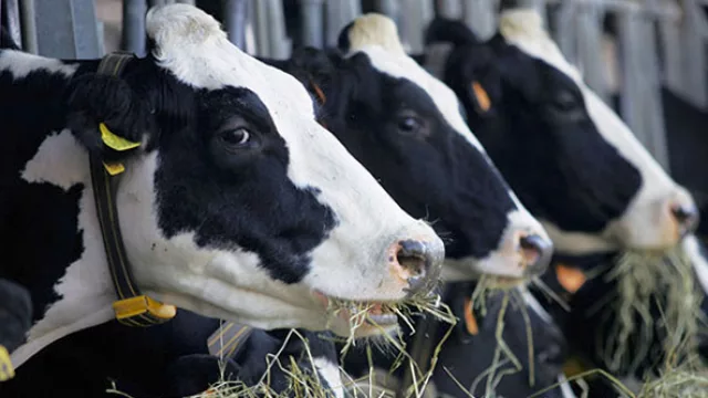 UTE aportará US$1,2 M al sector lácteo (serán beneficiados los tambos pequeños y medianos)