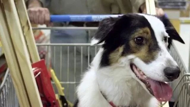 Ahora tu perro te acompaña a hacer las compras en Sodimac