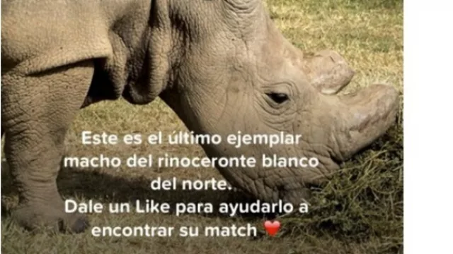 Ol Pejeta Conservancy se asoció con Tinder para salvar al rinoceronte blanco