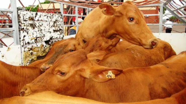 Cómo Paraguay se convirtió en uno de los mayores exportadores de carne del mundo