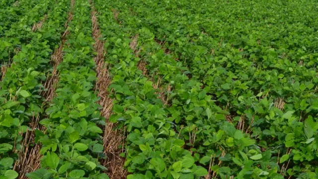 Respiran los productores uruguayos de soja (pueden asegurarse de la mano del BSE)