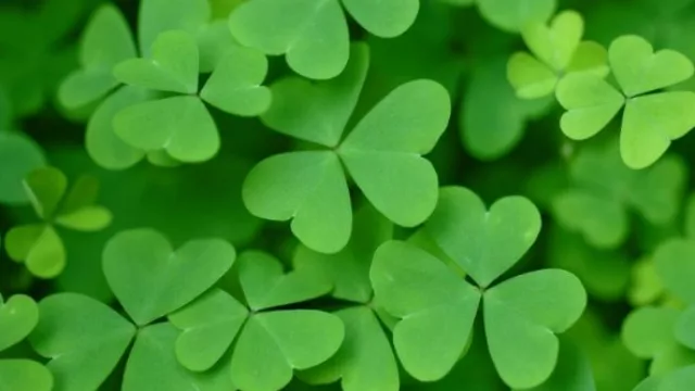 Día de San Patricio